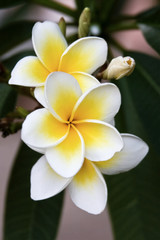 Keuken achterwand Frangipani Frangipani bloesem van tropische boom  © poco_bw