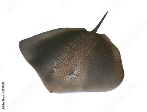 Stingray
