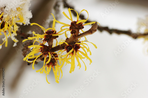 Snow covered hamamelis mollis blossoms in winter month © Lijuan Guo