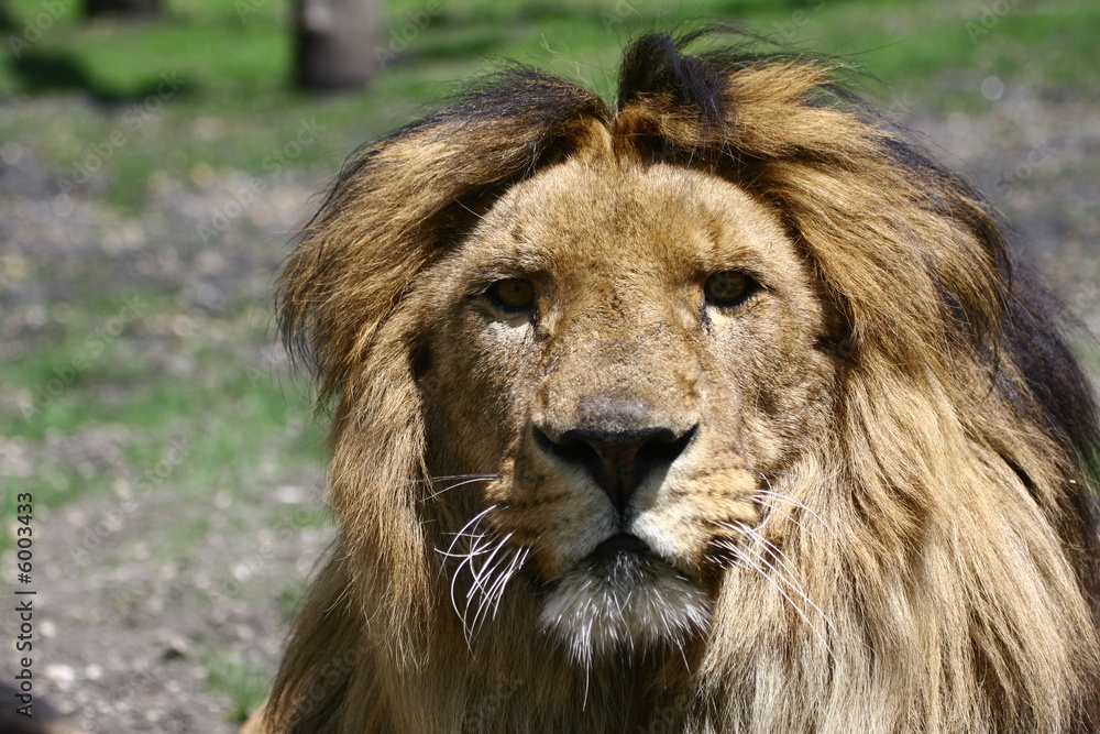 regard de lion