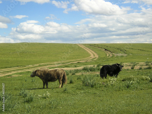 Animaux en Mongolie