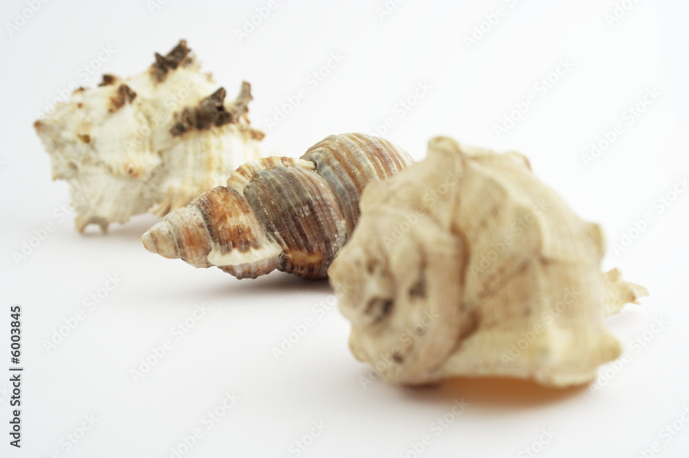 Shells Shells