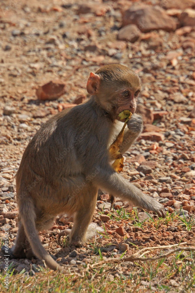 Fototapeta premium jeune macaque