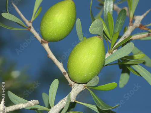 fruits argans sur un arganier photo