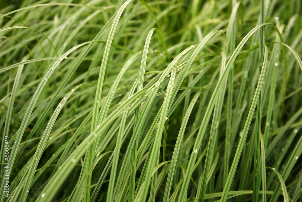 The green herb The green herb