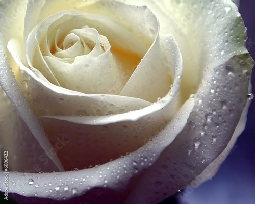 white rose