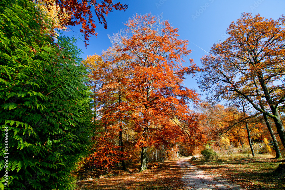 Chemin de forêt en automne avec arbres colorés
