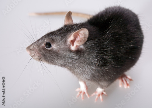 funny rat close-up isolated on white background
