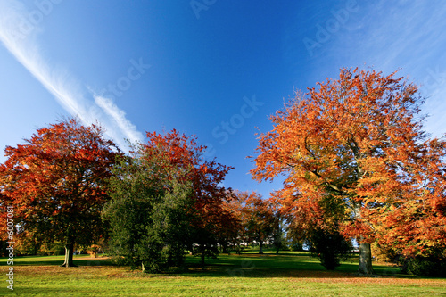 pasyage abstrait d'arbres en automne avec ciel bleu