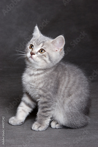 Schilderij op canvas British shorthair kitten