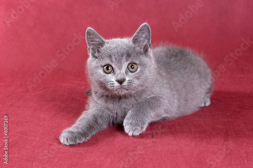 British shorthair kitten © Dixi_