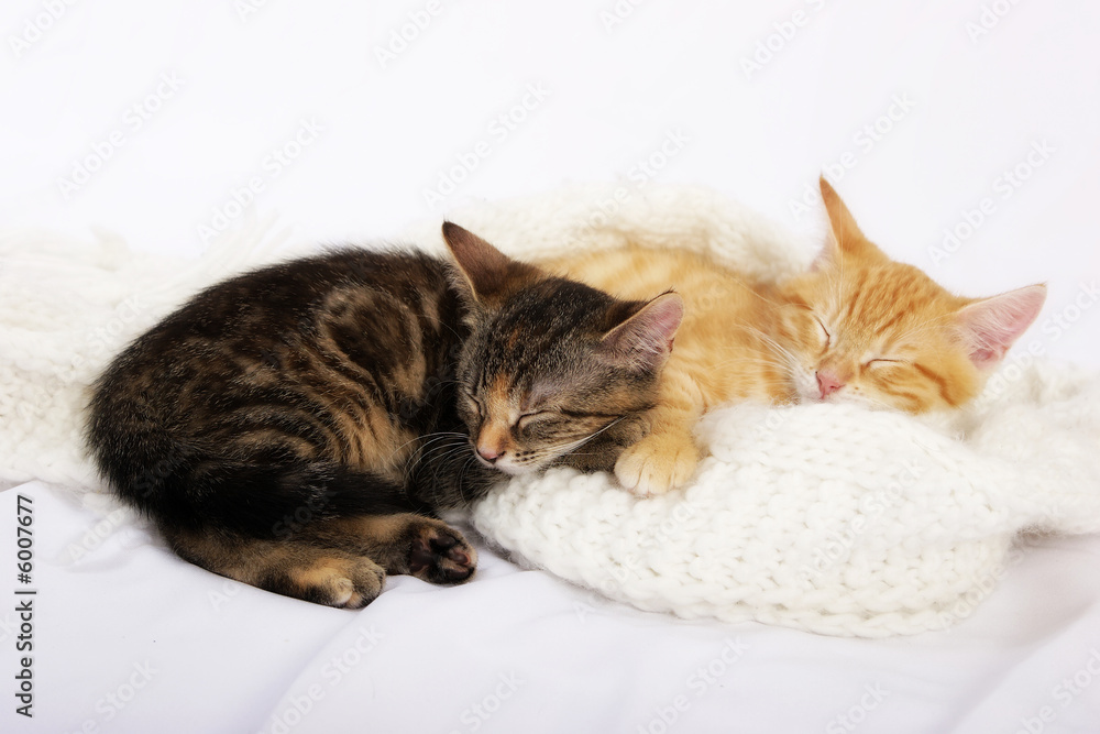 Fototapeta premium Babykatzen schlafend