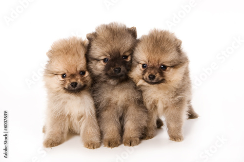 Spitz dog