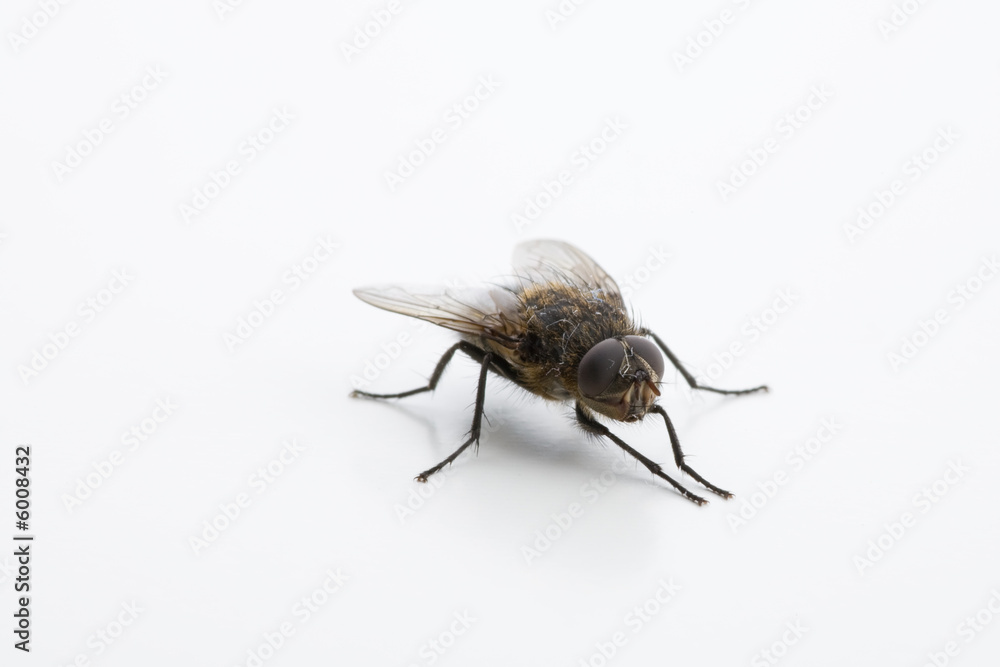 Blaue Schmeissfliege reibt Beine aneinander Blaue Schmeissfliege reibt Beine aneinander