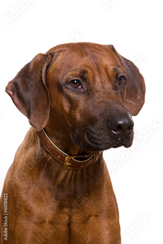 Rhodesian Ridgeback