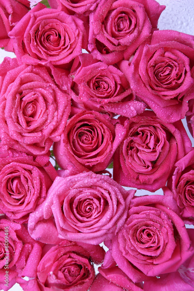 rosarote rosen rosarote rosen