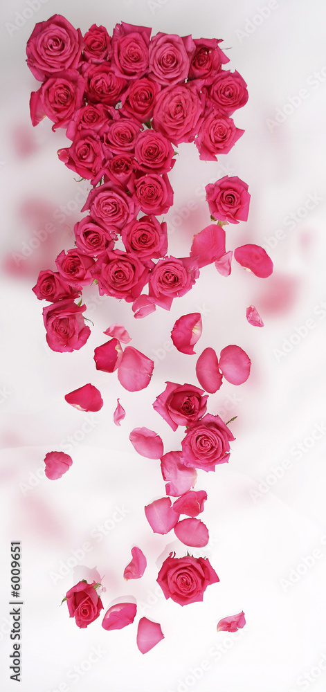 rosarote rosen rosarote rosen