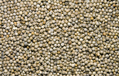 Coriander seeds 