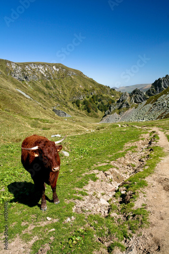 Vache rousse en moyenne montagne photo