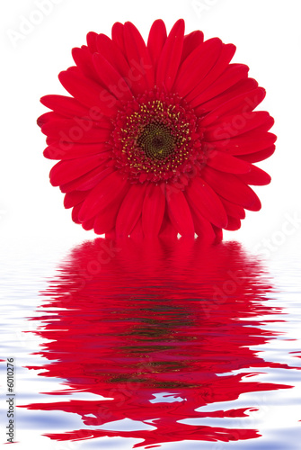 Gerbera daisy with water reflection