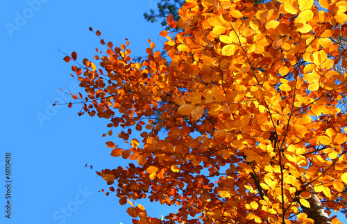 top of vivid fall trees against beautiful cloudless blue sky
