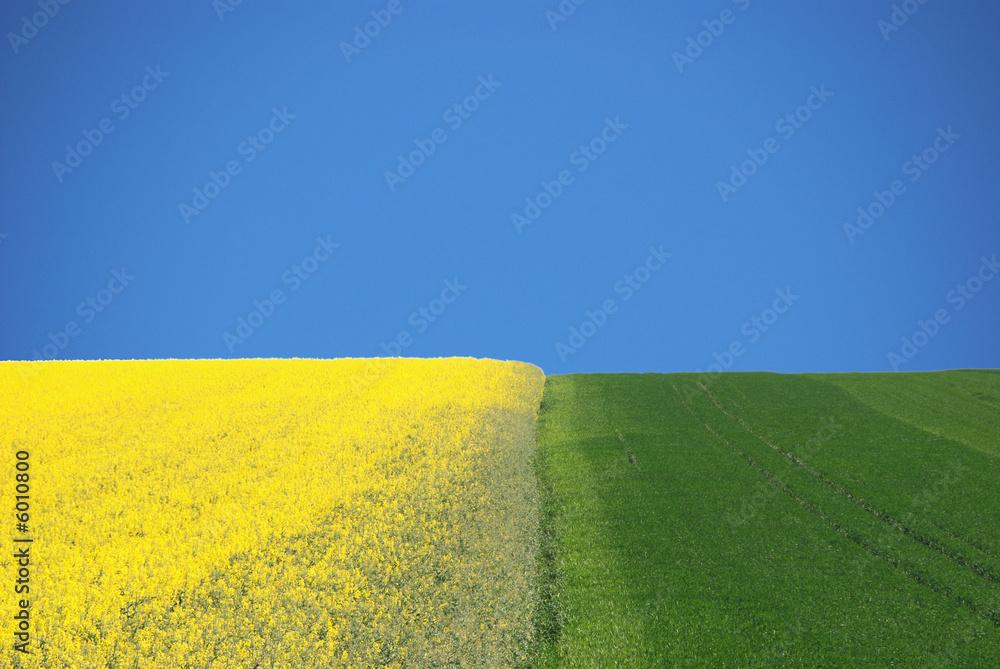 Obraz premium Raps - gelb grün blau