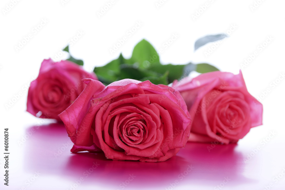 Fototapeta premium rosa rosen