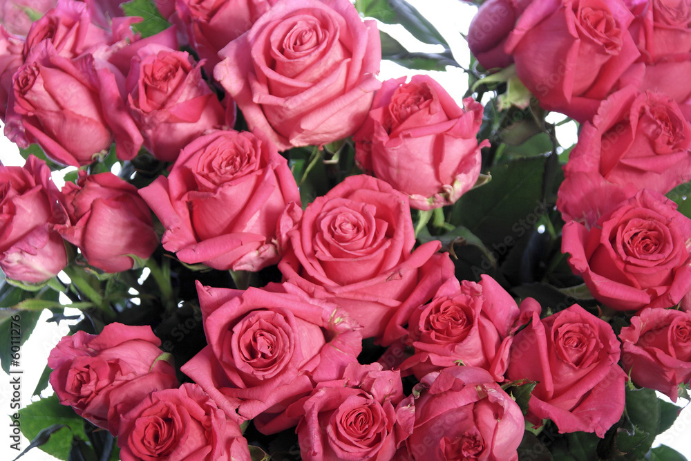 rosa rosen rosa rosen