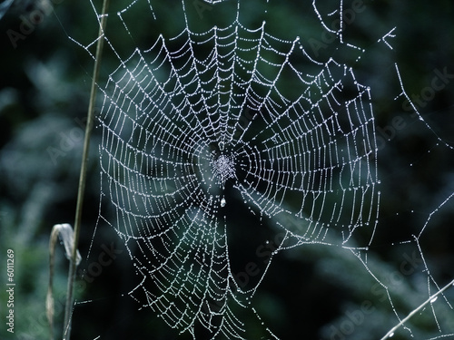 Drops of dew on a web. 