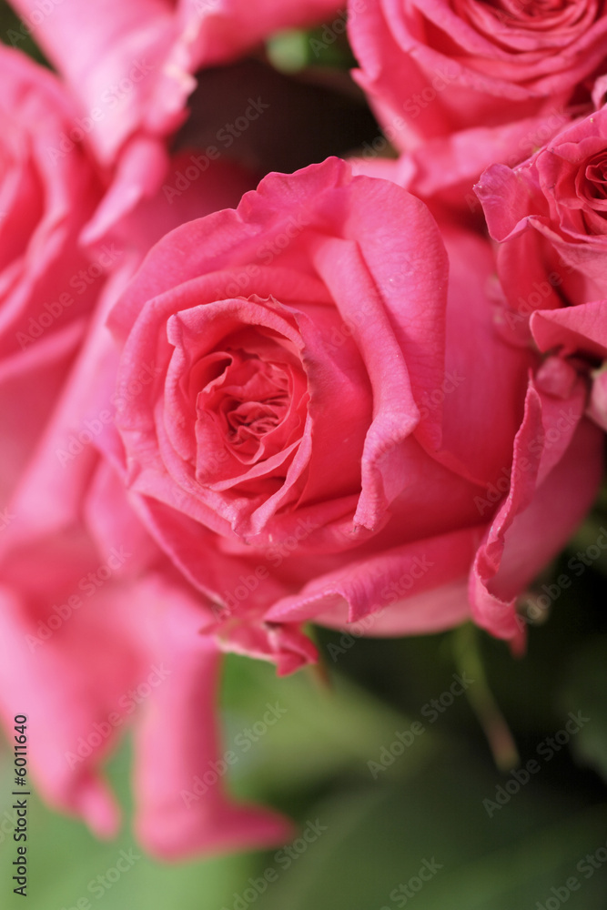 rosarote rosen
