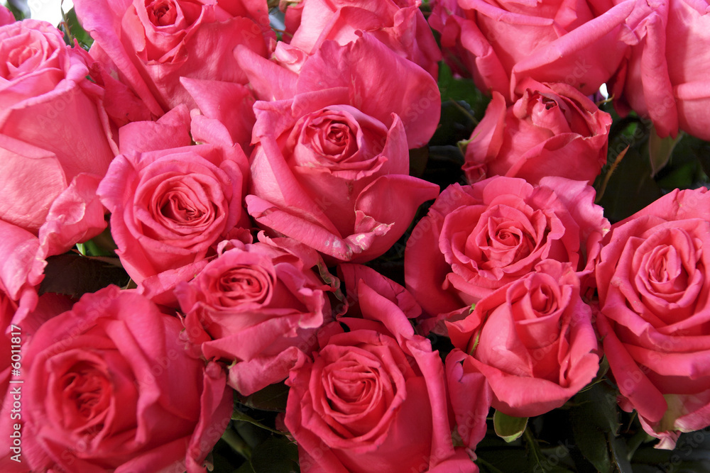 Naklejka premium rosa rosen