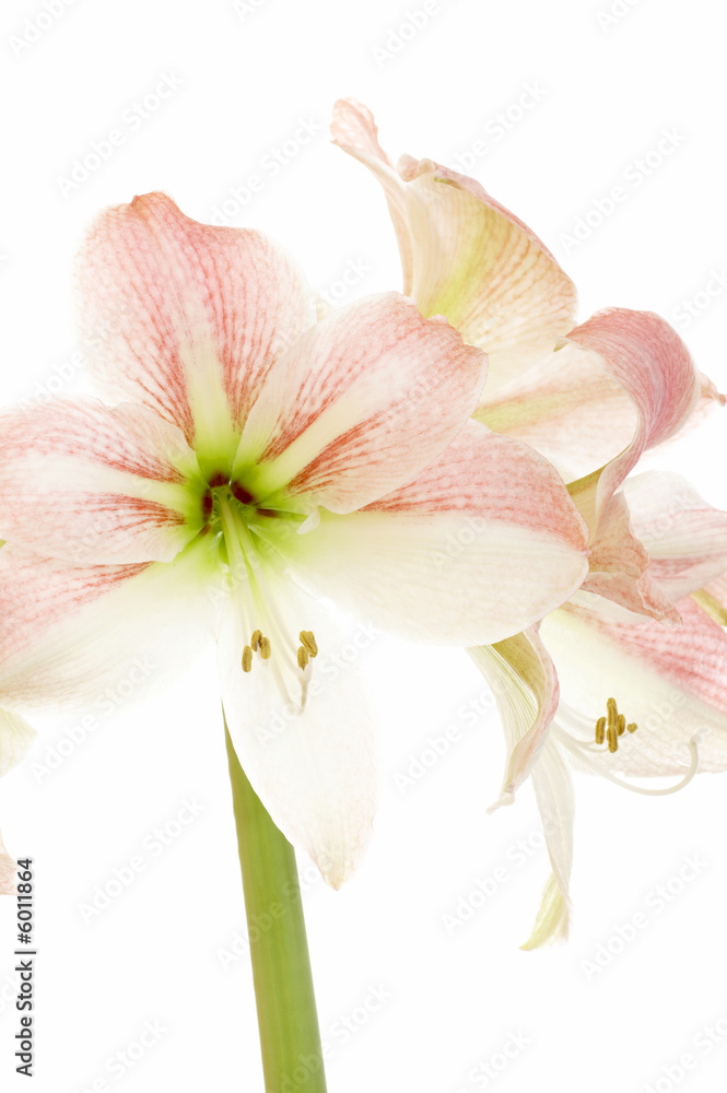 amaryllis