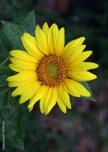 Sunflower photo
