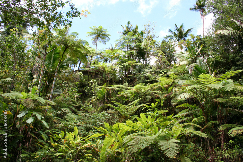 Lush Jungle Lush Jungle