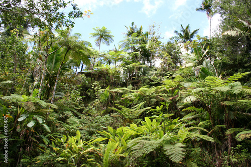 Wallpaper Mural Lush Jungle Torontodigital.ca