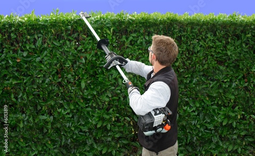 hedge trimming