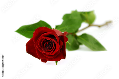 Fototapeta Naklejka Na Ścianę i Meble -  Single red rose on a white background