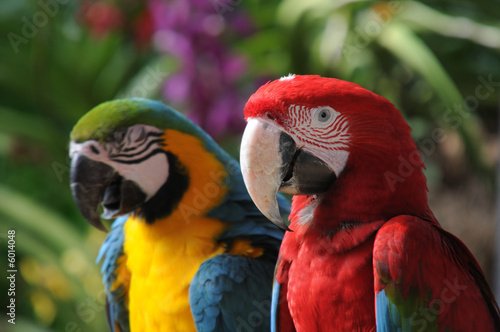 Colourful Macaws © Arik