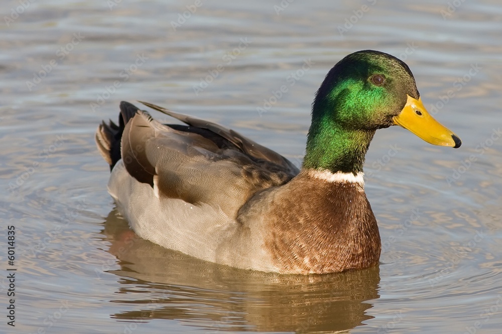 Fototapeta premium Drake Mallard