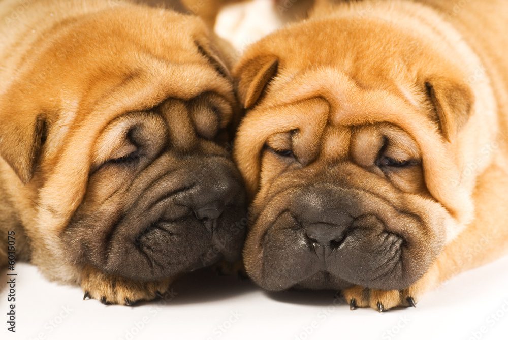 Two sharpei puppies in love