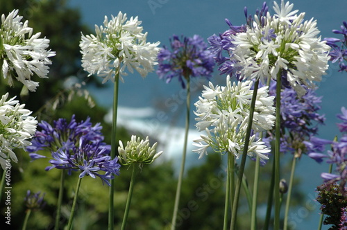 fleurs agapanthe à Madère