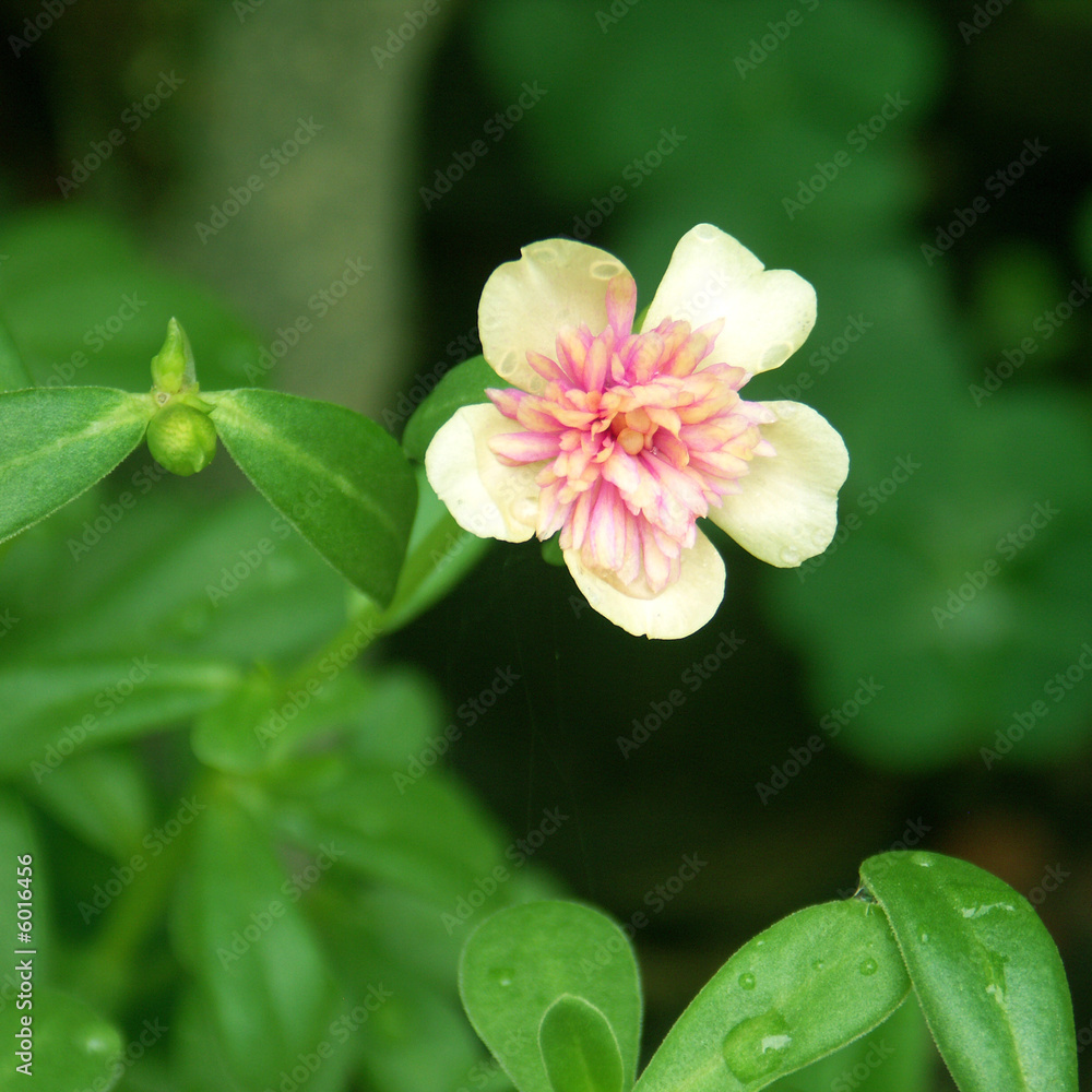 Obraz premium fleur rose de pourpier