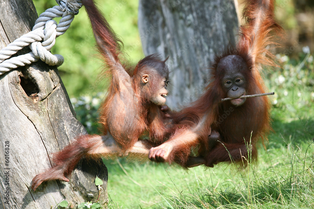 Fototapeta premium Two baby orang utans playing together in the sunshine