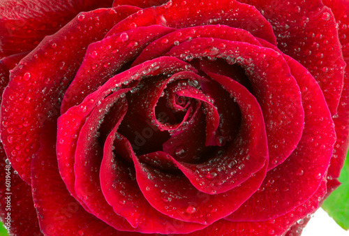 Fototapeta Naklejka Na Ścianę i Meble -  the red rose with water drops macro