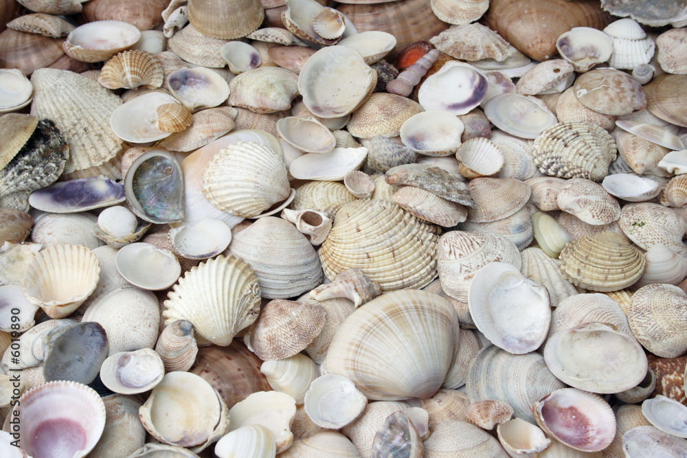 texture of Assortment of seashells
