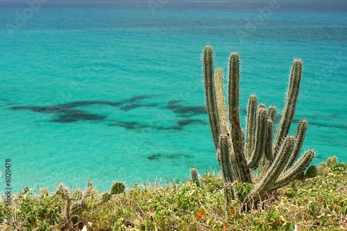 close-up of cacti with atlantic ocean in the background