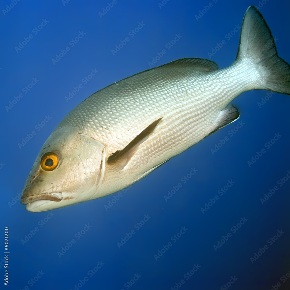 Tropical fish Twinspot Snapper (Lutjanus bohar). Maldives. Tropical fish Twinspot Snapper (Lutjanus bohar). Maldives.
