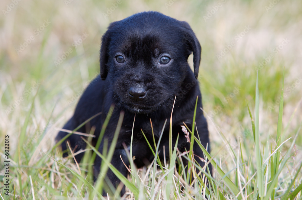 adorable small dog on the green grass