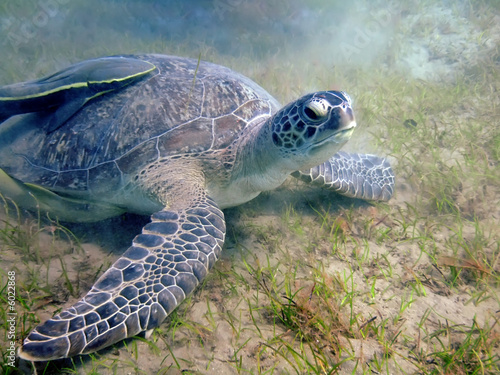 Underwater landscape with turtle. The Red Sea