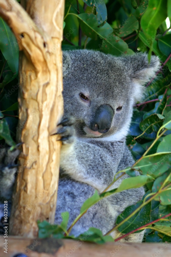 Obraz premium Koala Bear..